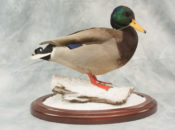 Mallard Drake by Donal Mulcahy 2018