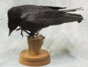 Crow by Martin Bourne 2018