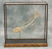 Sea Bass by Luke Williams 2018