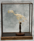 Hill Myna by Luke Williams