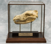 Thylacine by Luke Williams