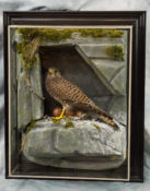 Kestrel by Steve Heyes 2018
