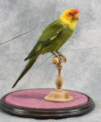 Carolina Parakeet by Derek Frampton 2018