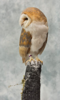 Barn Owl by Jed Balmer 2018