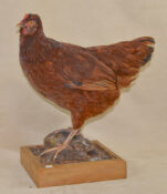 Chicken by Russell Oxley 2014