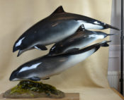 Porpoise by Peter Scott 2014