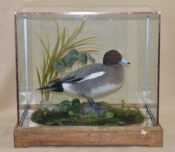 Wigeon by Donal Mulcahy 2014