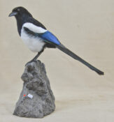 Magpie by David Irwin 2014