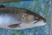 Sea Trout by Sean Connell 2014