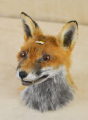 Fox by Kate Wilson 2014