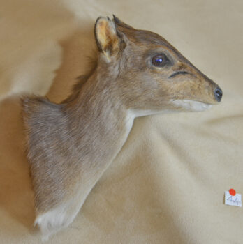 Blue Duiker by Will Matthews 2014