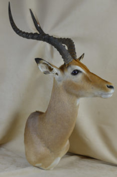 Imapla by Will Matthews 2014