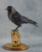 Jackdaw by Donal Mulcahy 2015