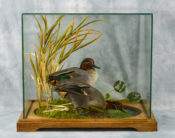 Teal by Donal Mulcahy 2015