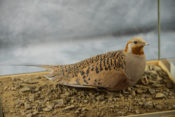 Pallas Sand Grouse by Peter Summers 2015