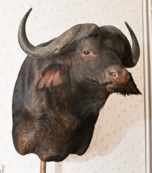 Cape Buffalo by Gary Tatterton 2015