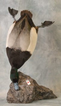 Scaup by David Irwin 2015