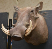Warthog Head by Jackie Waddell 2015