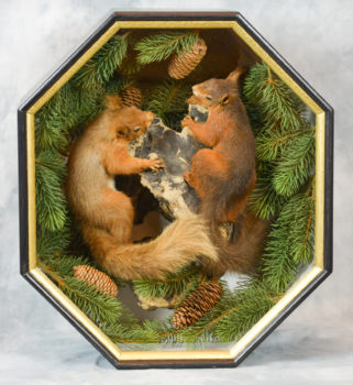 Red Squirrel by Colin Scott 2015