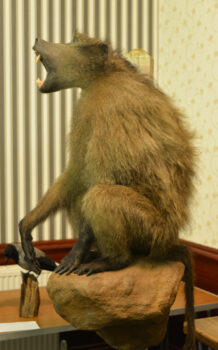 Chacua Baboon by William Matthews 2015