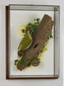 Green Woodpecker by Mike Gadd 2015