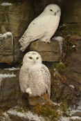 Snowy Owls by Mike Gadd 2014