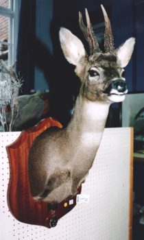 Roe Head by Gary Miller 1996