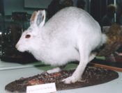White Hare 1996