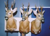 Roe Heads by Paul Taylor 1998