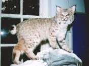 Bobcat by Dave Green 1998
