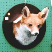 Fox Head 1999