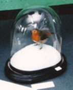Robin by Jack Fishwick 1999