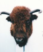Bison Head by Gary Tatterton 1999