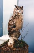 Eagle Owl by Mike Gadd 1999