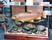 Brown Trout by Dave Vanden Bos 1999