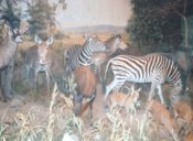 Viewing Diorama at Powell Cotton 1999