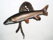 Barbel by Paul Taylor 1995