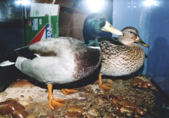 Mallard by Barry Wilson 1996