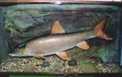 Barbel by Chris Elliott 1996