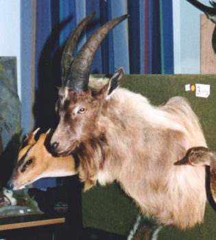 Muntjac Head and Goat Head by David Spack 1996