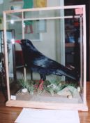Chough by Derek Frampton 1996
