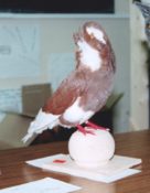 Capuchine Pigeon by Don Sharp 1996