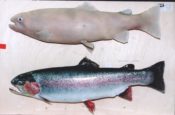 Rainbow Trout by Phil Leggett 1996