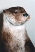 Otter by Phil Leggett 1993