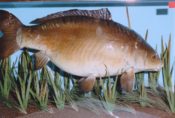 Leather Carp by Derek Frampton 1993