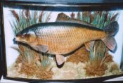 Common Carp by Derek Frampton 1993
