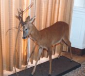 Roe Buck by Stuart Jefferies 1994