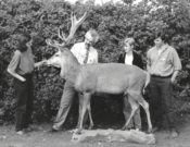 Red Stag by Stuart Jefferies 1995