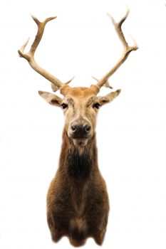 Pere David by Steve Newcombe 2020