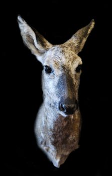 Roe by Steve Newcombe 2020